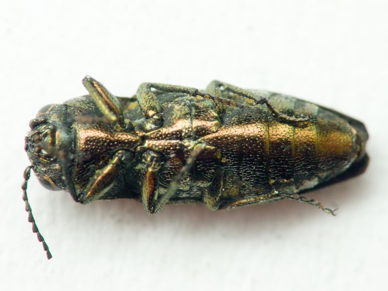Sphenoptera Dejean, 1833